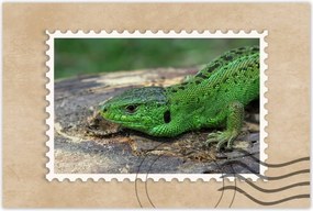 Poszterek 120x80 Zöld gyík