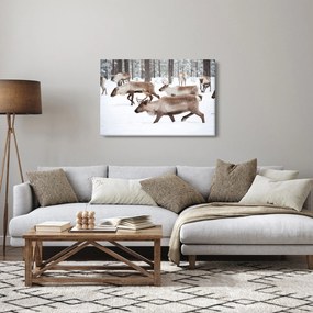 Kép - Rénszarvas (90x60 cm)
