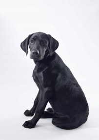 Poszter 64x90cm Fekete labrador fehér alapon 2, Assaf Frank