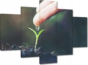 Képek 150x105 Palánta növény csepp