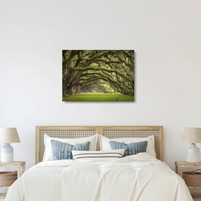 Kép - Oaks Avenue, Charleston, Dél-Karolina, Egyesült Államok (üvegen) (70x50 cm)