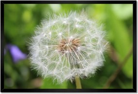 Poszterek keretben 60x40 Pitypang Virág Virágok