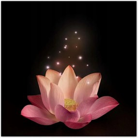 Poszterek 30x30 Rózsaszín lótuszvirág