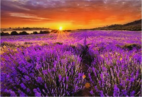 Divatos 3D Fali Tapéta Levendula Nyugat 152x104 Ragasztóval