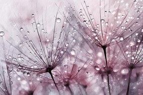 Fotótapéta Flizelina Akvarell Természet Virágok Pitypang Makró 416x290 ragasztó