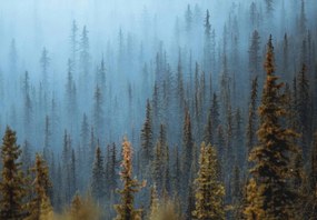 Fotótapéta Erdő A Ködben fák hegyek kilátás 415 x 290 13915veXXXXL