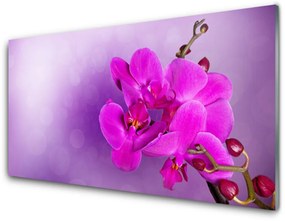 Akrilkép Orchid szirmok Virág 100x50 cm 2 fogas