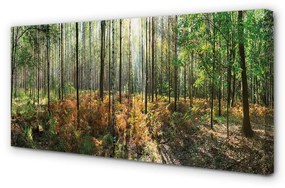 Canvas képek Forest nyírfa 100x50 cm