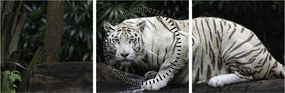 Kép - albínó tigris (órával) (90x30 cm)
