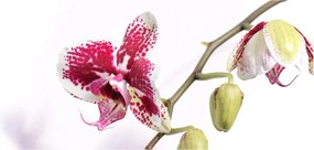 Orchidea virág képe (120x50 cm)