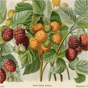 Flizelin fotótapéta Flizelin Design Klasszikus málna 250x250