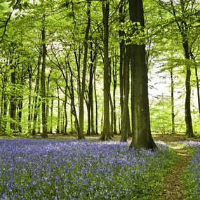 Poszter 40x40cm Tavaszi kékek az erdő alját borítják, Assaf Frank