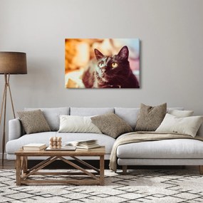 Fekete macska képe (90x60 cm)