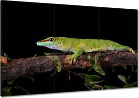 Festmények 120x80 Madagaszkár gekkó