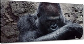 Vászonkép 180x90 Állatok