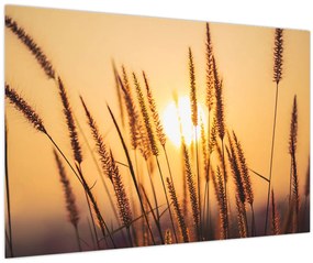 Kép - Füvek a napon (90x60 cm)
