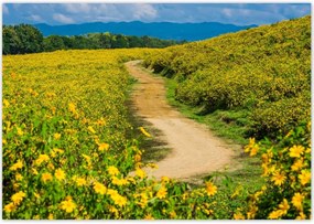 Poszterek 100x70 Falusi tejút