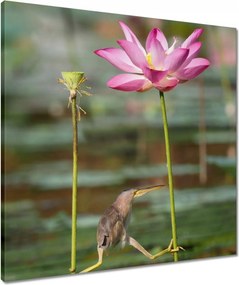 Vászonkép 60x60 Kalapos madár Tájkép Kilátás