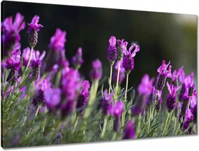 Vászonkép 90x60 Lila virágok
