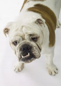 Poszter 42x59,4cm Brit bulldog, fehér alapon, Assaf Frank