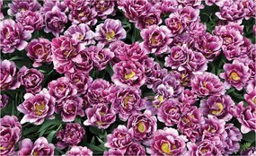 Tulipán fotótapéta lila-fehér-sárga árnyalatokban 312x219 +ragasztó