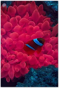 Poszterek 80x120 Vad természet a tengerben