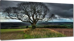 Festmények 115x55 Fa tájkép