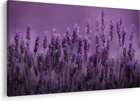 Kép - Levendula (90x60 cm)