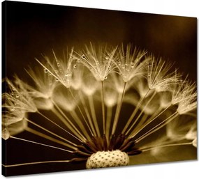 Vászonkép 50x40 Pitypang Virág Virágok