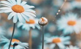 Fotótapéta Fali tapéta Nappaliba Kamilla finomság 416x254 Ragasztó