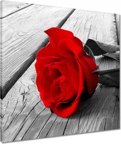 Vászonkép 60x60 Vörös rózsa a fán