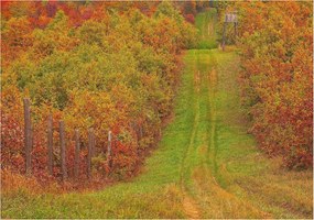 Fotótapéta Flizelina Nappali és Hálószoba Irodába Őszi színek 208x146 Ragasztó
