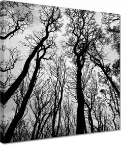 Vászonkép 30x30 Erdő Fák Kilátás alulról