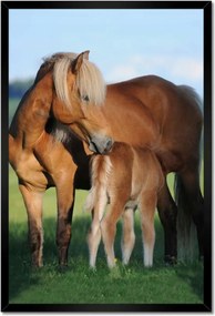 Poszterek keretben 40x60 Kanca és csikó