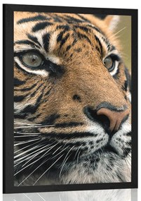 Poszter bengáli tigris