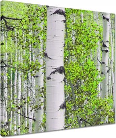 Vászonkép 50x50 Tavaszi zöld