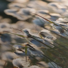 Kép - Keskenylevelű gyapjúsás (120x50 cm)