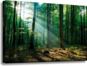 Vászonkép Erdő Fák Nap sugarai 60x40 cm Ideális ajándék