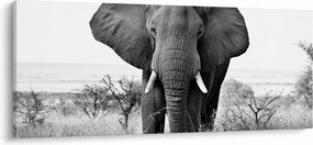 Kép - Afrikai elefánt II. (120x50 cm)