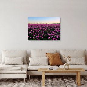 Kép - lila tulipánok rétje (70x50 cm)