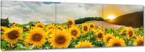 Festmények 120x40 Tájkép Napraforgók