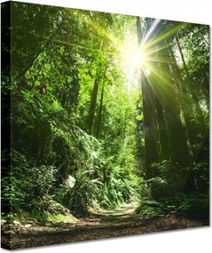 Vászonkép 20x20 Varázslatos erdő Tájkép