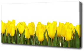 Vászonkép nyomtatás Sárga tulipánok oc-2665979