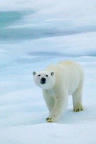 Fotográfia Polar Bear on Sea Ice, Sniffing the Air, Hans Strand, (26.7 x 40 cm)