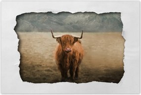 Poszterek 90x60 Skót tehén szarvasmarha