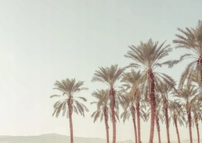 Poszter 42x29,7cm Pálmafák, Assaf Frank
