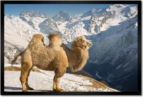 Poszter keretben 60x40 Baktrián teve