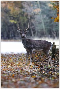 Poszterek 80x120 Szarvas az erdőben Erdő