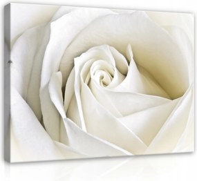 Vászonkép Virágok Rózsa Fehér Vászon Fal Modern Hálószoba Nagy 100x70