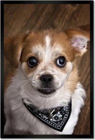 Poszterek keretben 40x60 Vidám kutyus